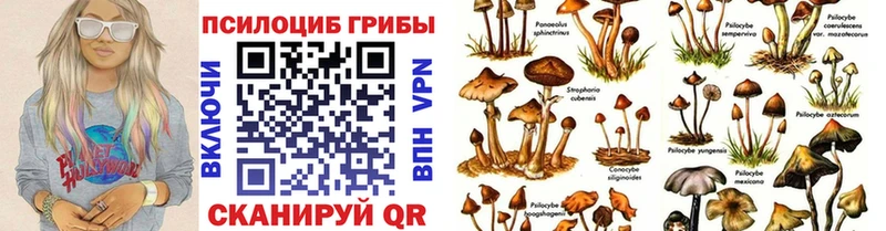 наркота  Чегем  Псилоцибиновые грибы мухоморы 